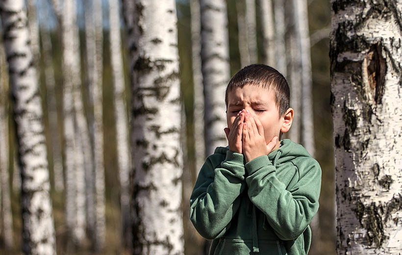 Аллергия на березу: симптомы и лечение Аллергия на березу: симптомы и лечение