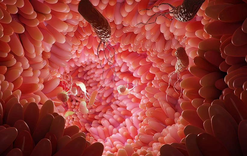 Аскаридоз: симптомы и лечение у детей и взрослых Аскаридоз: симптомы и лечение у детей и взрослых