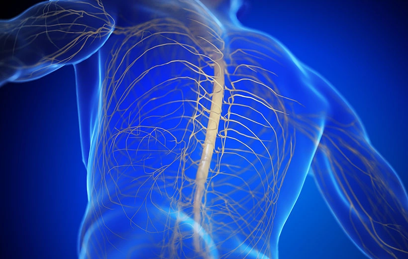 Миелопатия: симптомы и лечение Миелопатия: симптомы и лечение